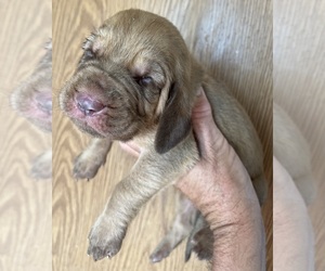 Bloodhound Puppy for sale in FORT MORGAN, CO, USA