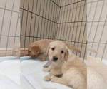Small Photo #6 Golden Retriever Puppy For Sale in PIERCE, CO, USA