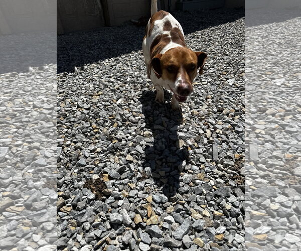 Medium Photo #5 Bagle Hound Puppy For Sale in Corning, AR, USA