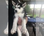 Small Photo #2 Siberian Husky Puppy For Sale in DICKINSON, TX, USA
