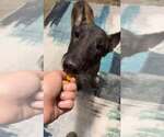 Small #2 Dutch Shepherd  Mix