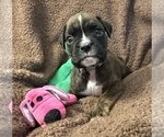 Small #13 Boxer
