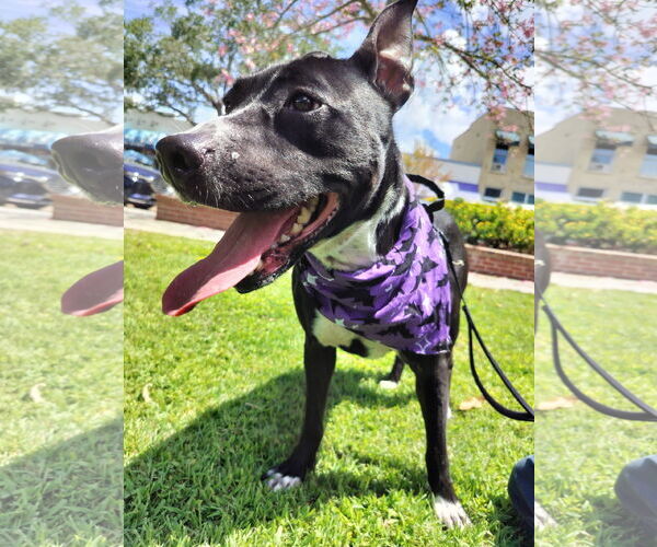 Medium Photo #2 Basenji-Unknown Mix Puppy For Sale in Sanford, FL, USA