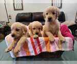 Small Golden Retriever