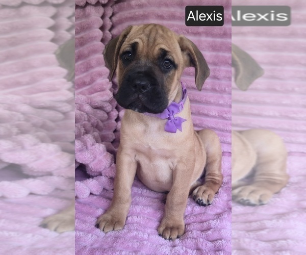 Medium Photo #2 Cane Corso Puppy For Sale in MINERAL WELLS, WV, USA