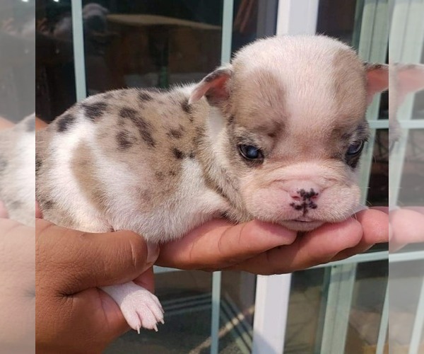 Medium Photo #3 English Bulldog Puppy For Sale in WOODLAND, CA, USA