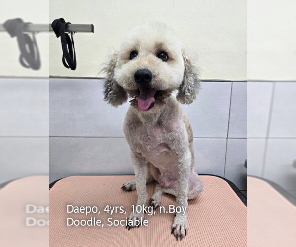 Medium Photo #2 Goldendoodle (Miniature) Puppy For Sale in Agoura Hills, CA, USA