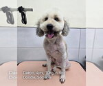 Small #1 Goldendoodle (Miniature)