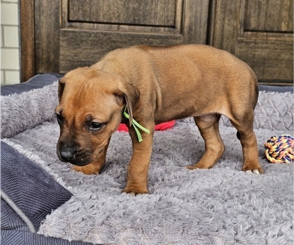 Medium Photo #27 Rhodesian Ridgeback Puppy For Sale in BUMPASS, VA, USA