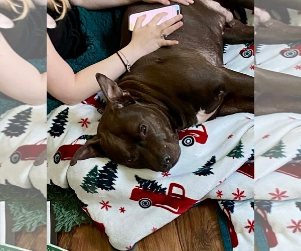 Medium Photo #2 American Pit Bull Terrier-Unknown Mix Puppy For Sale in Germantown, OH, USA
