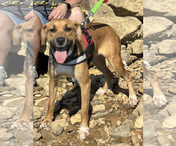 Medium Photo #1 Mutt Puppy For Sale in Westwood, NJ, USA