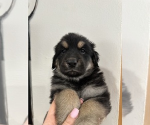 German Shepherd Dog-Great Pyrenees Mix Puppy for sale in DULUTH, MN, USA