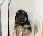 Small Photo #1 German Shepherd Dog-Great Pyrenees Mix Puppy For Sale in DULUTH, MN, USA