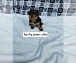 Puppy Spunky Yorkshire Terrier