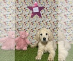 Puppy TULIP Golden Retriever