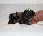 Small #8 ShihPoo