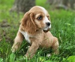 Puppy Kory Cocker Spaniel