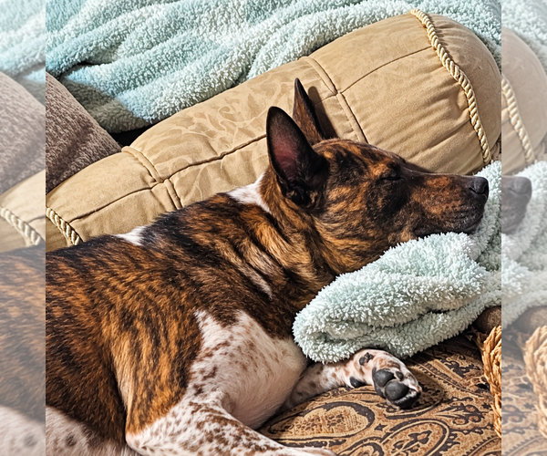 Medium Photo #3 Holland Shepherd Puppy For Sale in Dallas, TX, USA