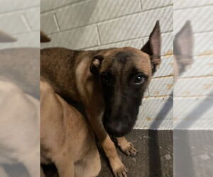 German Shepherd Dog Dogs for adoption in Stockton, CA, USA