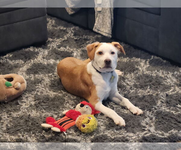 Medium Photo #12 American Pit Bull Terrier-Unknown Mix Puppy For Sale in Sandy, UT, USA