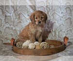 Small Photo #1 Cocker Spaniel-Poodle (Miniature) Mix Puppy For Sale in FREDERICKSBG, OH, USA