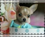 Small #11 Chihuahua