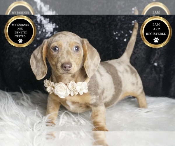 Medium Photo #6 Dachshund Puppy For Sale in WARSAW, IN, USA