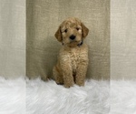 Small #11 Goldendoodle-Poodle (Standard) Mix