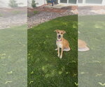 Small #2 Labrador Retriever Mix