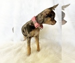 Small #2 Chihuahua
