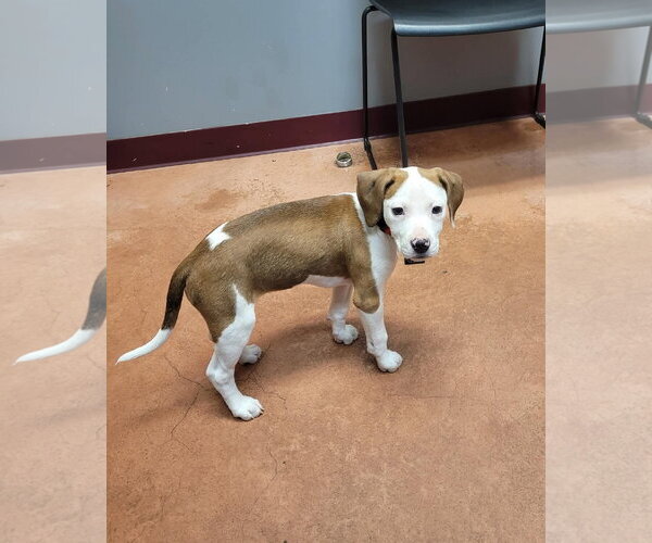 Medium Photo #13 Mutt Puppy For Sale in Spotsylvania, VA, USA