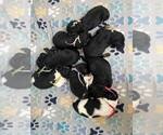 Image preview for Ad Listing. Nickname: Litter of 8