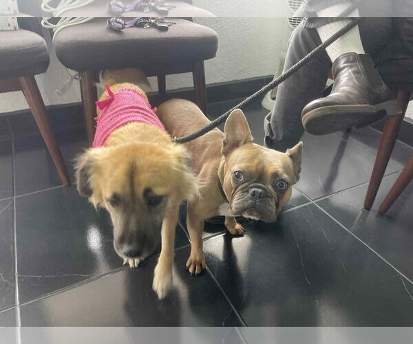 Medium Photo #3 French Bulldog Puppy For Sale in Escondido, CA, USA