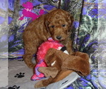 Small Photo #1 Poodle (Miniature) Puppy For Sale in CLATSKANIE, OR, USA