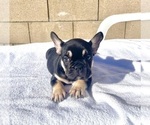 Small #1 French Bulldog
