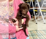 Puppy 1 Australian Shepherd-Miniature Australian Shepherd Mix