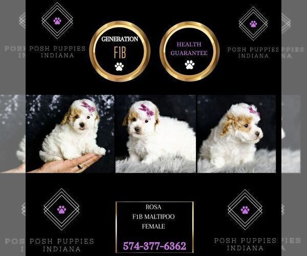 Medium Photo #40 Maltipoo (Miniature) Puppy For Sale in WARSAW, IN, USA