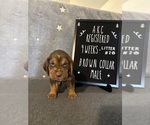 Puppy Brown collar 2 Bloodhound