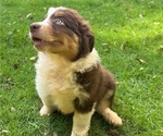 Puppy Dory Australian Shepherd