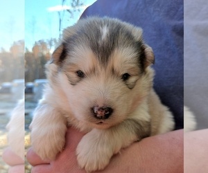 Alaskan Malamute Puppy for sale in CRIVITZ, WI, USA