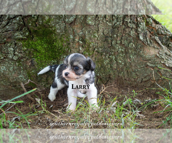 Medium Photo #1 Cavaton Puppy For Sale in LEBANON, TN, USA
