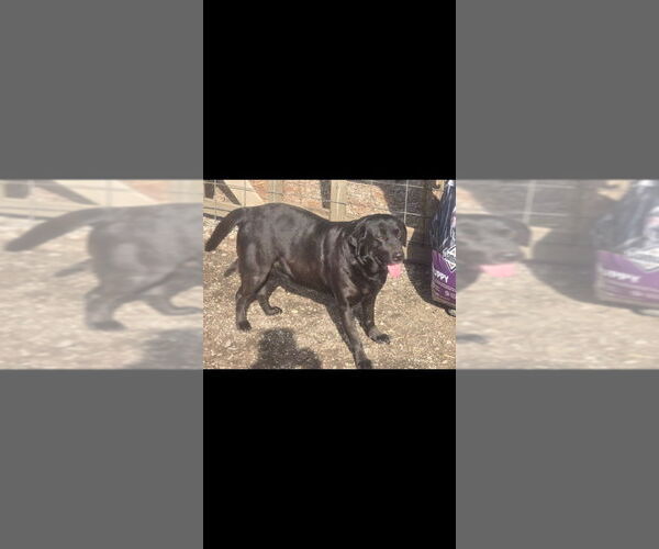 Medium Photo #2 Labrador Retriever Puppy For Sale in Cromwell, KY, USA