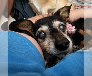 Isadora - Female Chihuahua-Unknown Mix Dog for Adoption - Photo #15