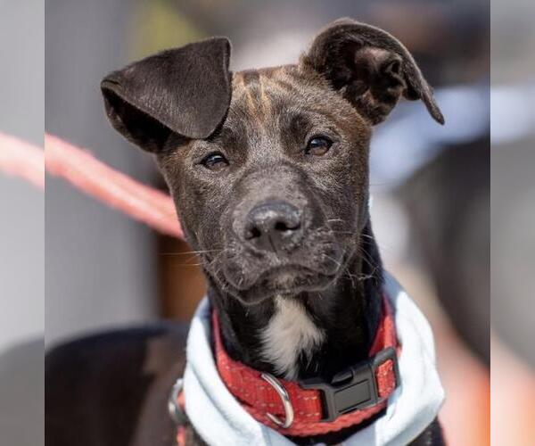 Medium Photo #40 Labrador Retriever-Unknown Mix Puppy For Sale in San Diego, CA, USA