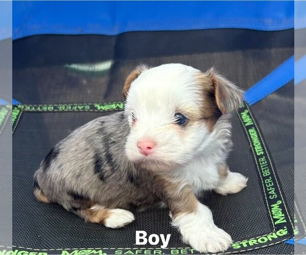 Medium Photo #13 Yorkshire Terrier Puppy For Sale in SCHERTZ, TX, USA
