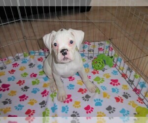 Boxer Puppy for sale in ORO VALLEY, AZ, USA