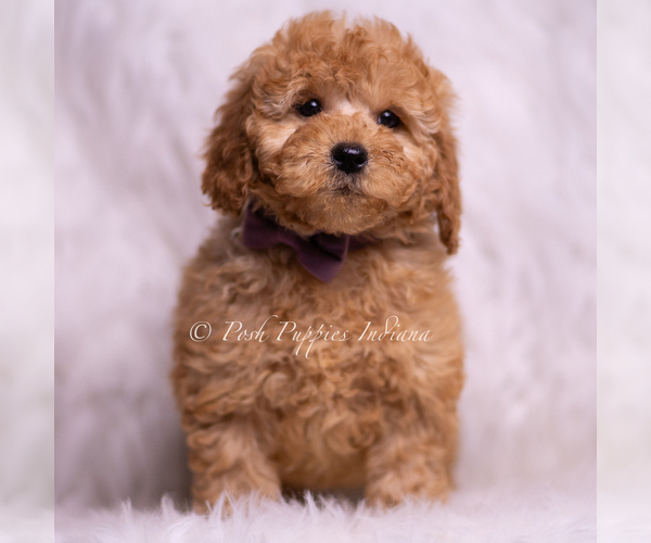 Medium Photo #84 Goldendoodle (Miniature) Puppy For Sale in WARSAW, IN, USA