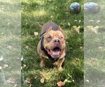 Small #2 American Staffordshire Terrier
