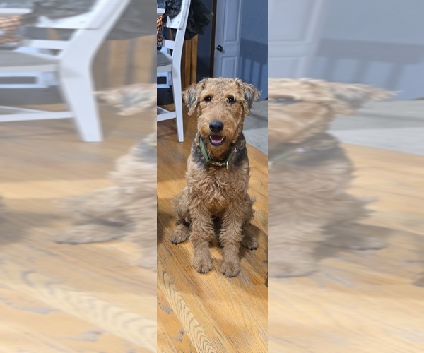 Medium Photo #1 Airedale Terrier Puppy For Sale in AURORA, CO, USA