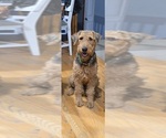 Small Photo #1 Airedale Terrier Puppy For Sale in AURORA, CO, USA